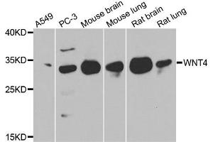 Western blot analysis of extracts of various cell lines, using WNT4 antibody. (WNT4 anticorps)