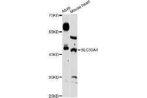Western blot analysis of extracts of various cell lines, using SLC30A4 Antibody (ABIN6292455) at 1:3000 dilution. (SLC30A4 anticorps)