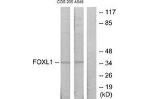 Western blot analysis of extracts from COS7/A549 cells, using FOXL1 Antibody.