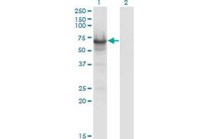 Western Blot analysis of CDC14A expression in transfected 293T cell line by CDC14A monoclonal antibody (M01), clone 2C12.