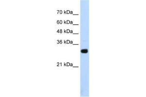 Western Blotting (WB) image for anti-SRY (Sex Determining Region Y)-Box 15 (SOX15) antibody (ABIN2461807) (SOX15 anticorps)