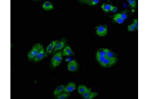 Immunofluorescence staining of HepG2 cells with ABIN7161148 at 1:125, counter-stained with DAPI.