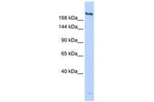 Image no. 1 for anti-Lysine (K)-Specific Demethylase 6B (Kdm6b) (N-Term) antibody (ABIN6740650) (Kdm6b anticorps  (N-Term))