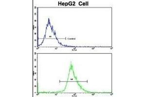 Flow cytometric analysis of HepG2 cells using RPS15 Antibody (N-term)(bottom histogram) compared to a negative control cell (top histogram). (RPS15 anticorps  (N-Term))