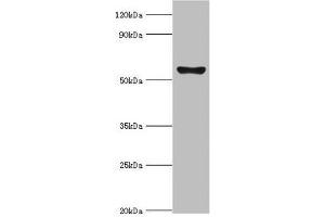 Western blot All lanes: Cytochrome P450 2F1 antibody at 8 μg/mL + A549 whole cell lysate Secondary Goat polyclonal to rabbit IgG at 1/10000 dilution Predicted band size: 56, 37 kDa Observed band size: 56 kDa (CYP2F1 anticorps  (AA 100-290))