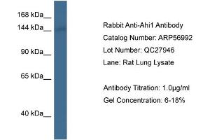 Western Blotting (WB) image for anti-Abelson Helper Integration Site 1 (AHI1) (C-Term) antibody (ABIN2787013)