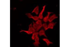 ABIN6274570 staining HeLa by IF/ICC. (Serotonin Receptor 1E anticorps)