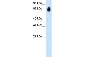Western Blot showing TRIM32 antibody used at a concentration of 1. (TRIM32 anticorps  (C-Term))