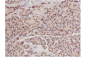 ABIN6269133 at 1/200 staining Human pancreas tissue sections by IHC-P.