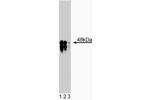 Western blot analysis of IKKgamma on rat kidney lysate. (IKBKG anticorps  (AA 278-396))