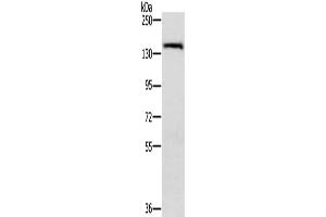Gel: 6 % SDS-PAGE, Lysate: 40 μg, Lane: A172 cells, Primary antibody: ABIN7191987(PPP2R3A Antibody) at dilution 1/200, Secondary antibody: Goat anti rabbit IgG at 1/8000 dilution, Exposure time: 30 seconds (PPP2R3A anticorps)