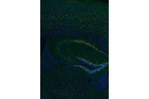 Indirect immunostaining of PFA fixed paraffin embedded mouse hippocampus section (1 : 500; green).