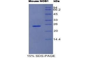 SDS-PAGE (SDS) image for Nitric Oxide Synthase 1, Neuronal (NOS1) (AA 53-247) protein (His tag) (ABIN1980837)