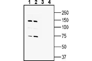 Western blot analysis of human  monocytic leukemia cell line lysate (lanes 1 and 3) and human  colon adenocarcinoma cell line lysate (lanes 2 and 4):1-2.