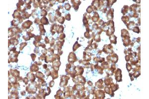Formalin-fixed, paraffin-embedded Rat Pancreas stained with ODC1 Monoclonal Antibody (ODC1/487) (ODC1 anticorps)
