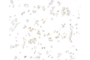 Immunocytochemistry (ICC) image for anti-Nectin cell adhesion molecule 3 (NECTIN3) (AA 58-400) antibody (ABIN7795718) (Recombinant nectin-3 anticorps  (AA 58-400))