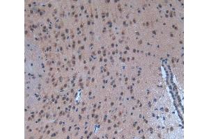 IHC-P analysis of brain tissue, with DAB staining. (p300 anticorps  (AA 2124-2397))