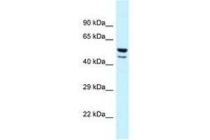 Image no. 1 for anti-Jun Proto-Oncogene (JUN) (AA 218-267) antibody (ABIN6747654) (C-JUN anticorps  (AA 218-267))