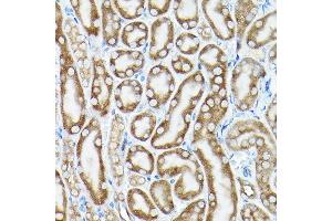 Immunohistochemistry of paraffin-embedded mouse kidney using eEF1 Rabbit pAb (7857) at dilution of 1:100 (40x lens). (eEF1A1 anticorps  (AA 123-462))