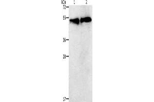Gel: 12 % SDS-PAGE, Lysate: 30 μg, Lane 1-2: K562 cells, hela cells, Primary antibody: ABIN7192728(TACR2 Antibody) at dilution 1/400, Secondary antibody: Goat anti rabbit IgG at 1/8000 dilution, Exposure time: 30 seconds (TACR2 anticorps)