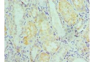 Immunohistochemistry of paraffin-embedded human kidney tissue using ABIN7151593 at dilution of 1:100 (TCEB2 anticorps  (AA 1-118))