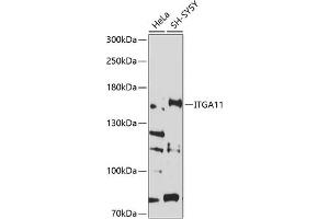 Western blot analysis of extracts of various cell lines, using ITG antibody (ABIN6132866, ABIN6142556, ABIN6142557 and ABIN6214212) at 1:1000 dilution. (ITGA11 anticorps  (AA 940-1141))