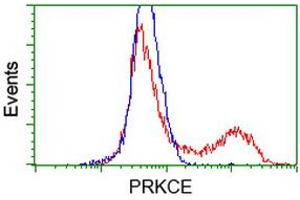 Image no. 4 for anti-Protein Kinase C, epsilon (PRKCE) antibody (ABIN1500229)