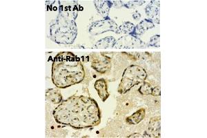 Immunohistochemistry (IHC) image for anti-RAB11A, Member RAS Oncogene Family (RAB11A) (C-Term) antibody (ABIN1440025)