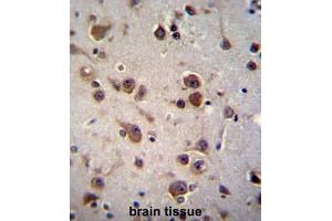 CHST6 Antibody (C-term) immunohistochemistry analysis in formalin fixed and paraffin embedded human brain tissue followed by peroxidase conjugation of the secondary antibody and DAB staining. (CHST6 anticorps  (C-Term))