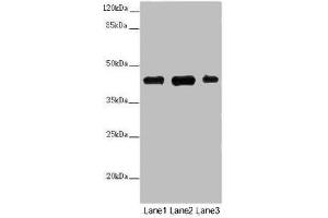 Western blot All lanes: SS18L1 antibody at 2 μg/mL Lane 1: Mouse kidney tissue Lane 2: Mouse lung tissue Lane 3: Mouse spleen tissue Secondary Goat polyclonal to rabbit IgG at 1/10000 dilution Predicted band size: 43, 41, 34, 30, 44 kDa Observed band size: 43 kDa (SS18L1 anticorps  (AA 47-396))