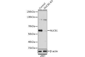Western blot analysis of extracts from normal (control) and NUCB1 knockout (KO) 293T cells using NUCB1 Polyclonal Antibody at dilution of 1:3000. (Nucleobindin 1 anticorps)