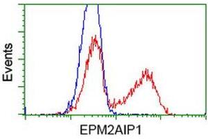 HEK293T cells transfected with either RC209239 overexpress plasmid (Red) or empty vector control plasmid (Blue) were immunostained by anti-EPM2AIP1 antibody (ABIN2452998), and then analyzed by flow cytometry. (EPM2AIP1 anticorps)
