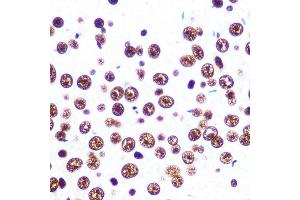 Immunohistochemistry of paraffin-embedded rat brain using SFPQ Rabbit mAb (ABIN7270547) at dilution of 1:100 (40x lens).