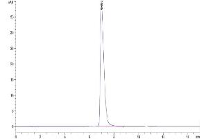 The purity of Cynomolgus NCAM-1 is greater than 95 % as determined by SEC-HPLC.