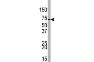 Western blot analysis of EZH1 antibody and 293 lysate.