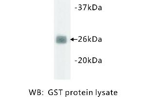 Image no. 1 for anti-Glutathione S Transferase (GST) antibody (ABIN1112811)