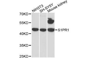 Western blot analysis of extracts of various cell lines, using S1PR1 antibody. (S1PR1 anticorps)