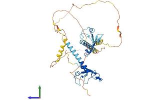 AlphaFold protein structure predicition of Human Recombinant MBNL1 Protein, UniprotID Q9NR56