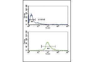 DCT Antibody (N-term) (ABIN652717 and ABIN2842475) flow cytometry analysis of Ramos cells (bottom histogram) compared to a negative control (top histogram).