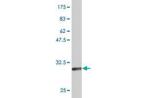 Western Blot detection against Immunogen (31. (ATOH7 anticorps  (AA 53-99))
