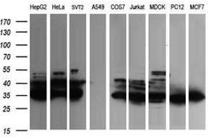 Image no. 1 for anti-Fetal and Adult Testis Expressed 1 (FATE1) antibody (ABIN1498225) (FATE1 anticorps)
