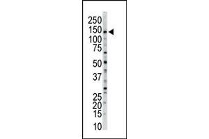 Image no. 1 for anti-Myosin Light Chain Kinase (MYLK) (N-Term) antibody (ABIN360383)