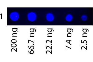 Dot Blot of Fluorescein conjugated Human Transferrin.