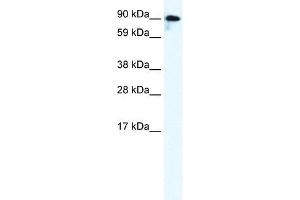 GRIK2 antibody used at 0. (GRIK2 anticorps  (C-Term))