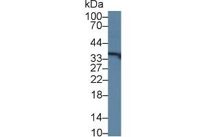 Detection of RGN in Human Lung lysate using Polyclonal Antibody to Regucalcin (RGN)