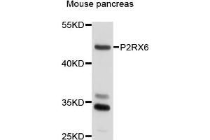 Western blot analysis of extracts of mouse pancreas cells, using P2RX6 antibody.