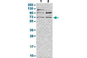 Western Blot analysis with LY9 polyclonal antibody . (LY9 anticorps  (AA 477-561))