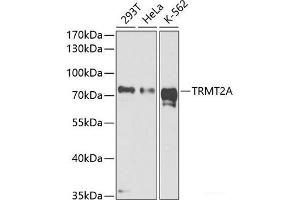 Western blot analysis of extracts of various cell lines using TRMT2A Polyclonal Antibody at dilution of 1:1000. (TRMT2A anticorps)