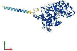 AlphaFold protein structure predicition of Mouse Recombinant Gcnt3 Protein, UniprotID Q5JCT0