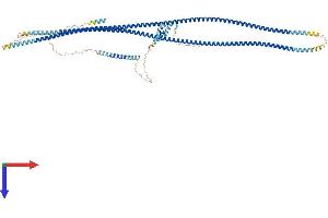 AlphaFold protein structure predicition of Mouse Recombinant Golga1 Protein, UniprotID Q9CW79
